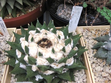 Выставка 1 мая 2009 (Донецк)