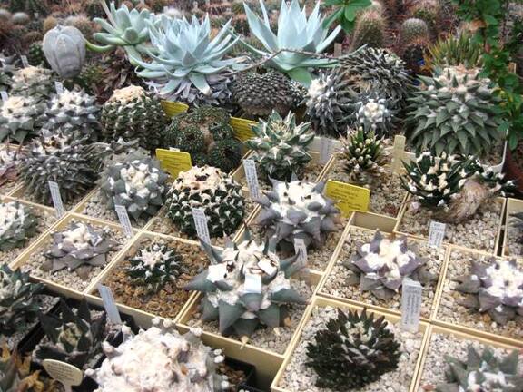 Выставка 1 мая 2009 (Донецк)