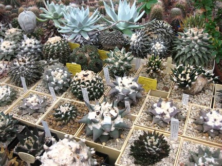 Выставка 1 мая 2009 (Донецк)