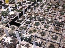 Выставка 1 мая 2009 (Донецк)