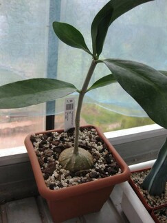 Выставка 1 мая 2009 (Донецк)