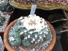 Выставка 1 мая 2009 (Донецк)