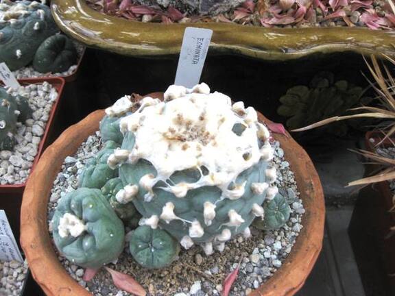 Выставка 1 мая 2009 (Донецк)