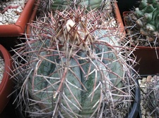 Выставка 1 мая 2009 (Донецк)