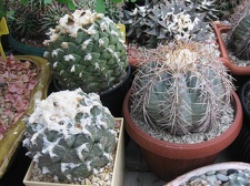 Выставка 1 мая 2009 (Донецк)