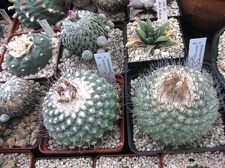 Выставка 1 мая 2009 (Донецк)