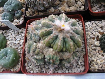 Выставка 1 мая 2009 (Донецк)