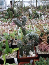 Выставка 1 мая 2009 (Донецк)