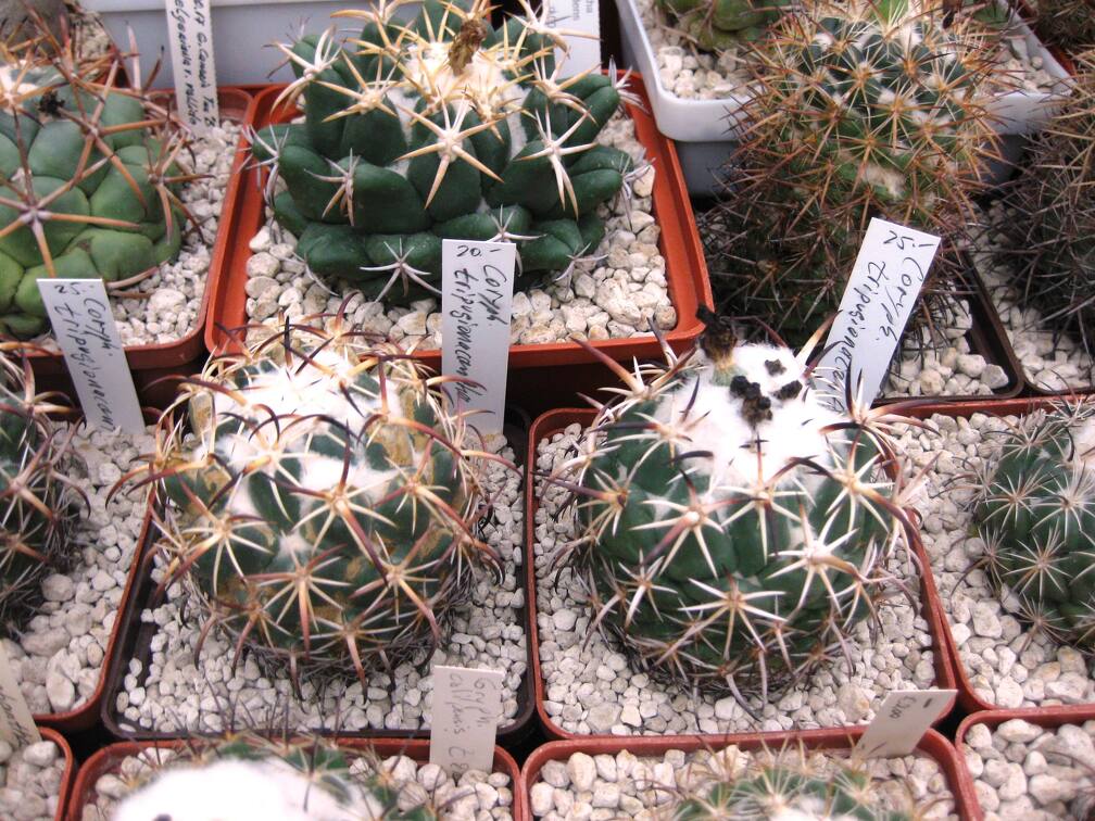 Выставка 1 мая 2009 (Донецк)