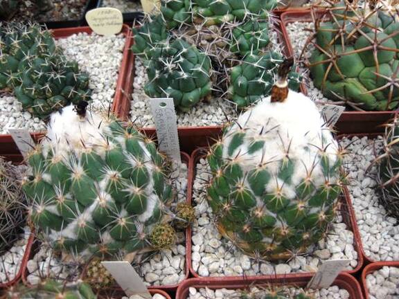 Выставка 1 мая 2009 (Донецк)