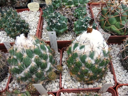 Выставка 1 мая 2009 (Донецк)