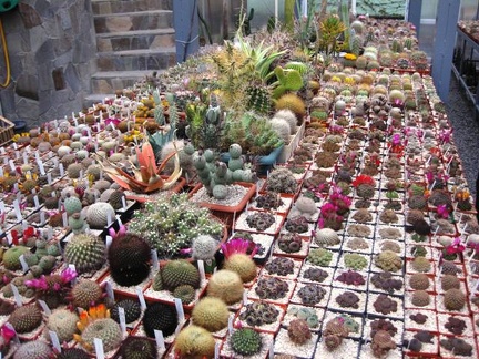 Выставка 1 мая 2009 (Донецк)