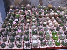 Выставка 1 мая 2009 (Донецк)