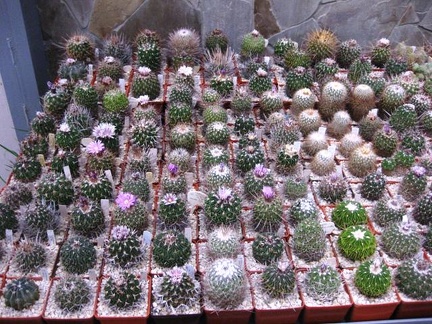 Выставка 1 мая 2009 (Донецк)