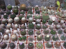 Выставка 1 мая 2009 (Донецк)