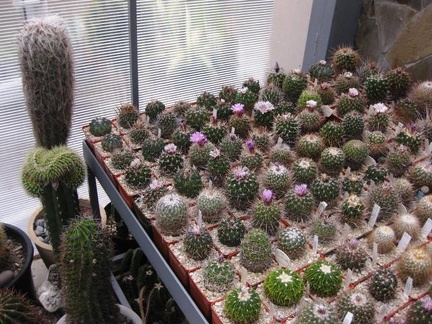 Выставка 1 мая 2009 (Донецк)