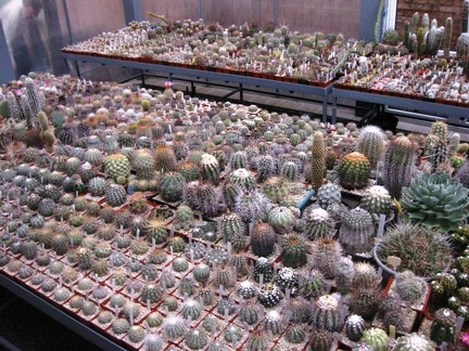 Выставка 1 мая 2009 (Донецк)