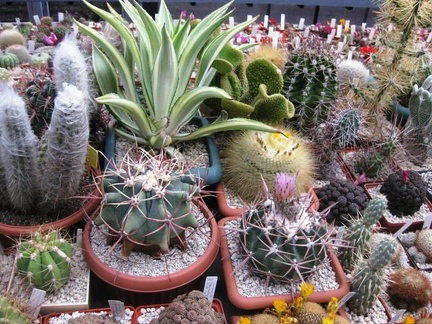 Выставка 1 мая 2009 (Донецк)