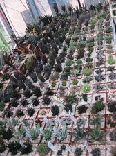 Выставка 1 мая 2009 (Донецк)