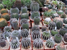 Выставка 1 мая 2009 (Донецк)