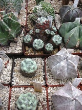 Выставка 1 мая 2009 (Донецк)