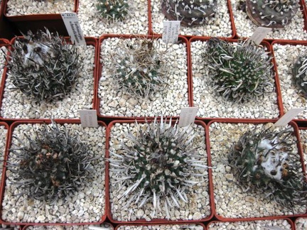 Выставка 1 мая 2009 (Донецк)