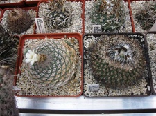 Выставка 1 мая 2009 (Донецк)