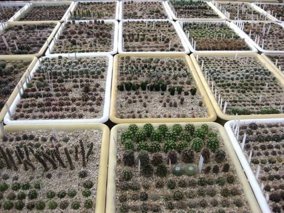 Выставка 1 мая 2009 (Донецк)