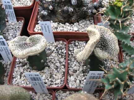 Выставка 1 мая 2009 (Донецк)