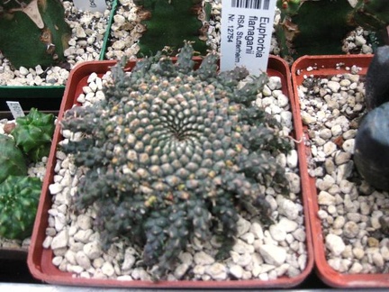 Выставка 1 мая 2009 (Донецк)