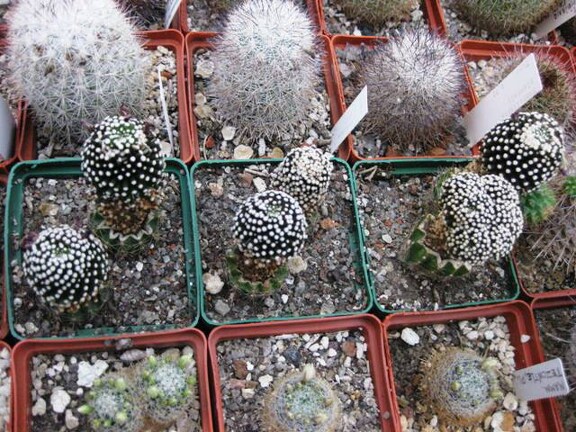 Выставка 1 мая 2009 (Донецк)