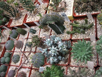 Выставка 1 мая 2009 (Донецк)