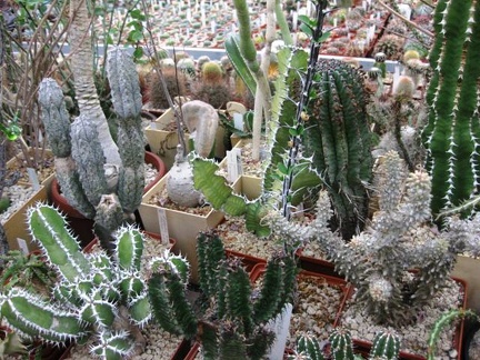 Выставка 1 мая 2009 (Донецк)