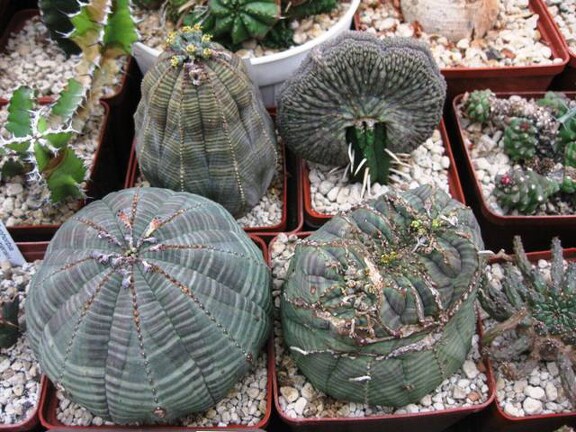 Выставка 1 мая 2009 (Донецк)