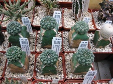 Выставка 1 мая 2009 (Донецк)