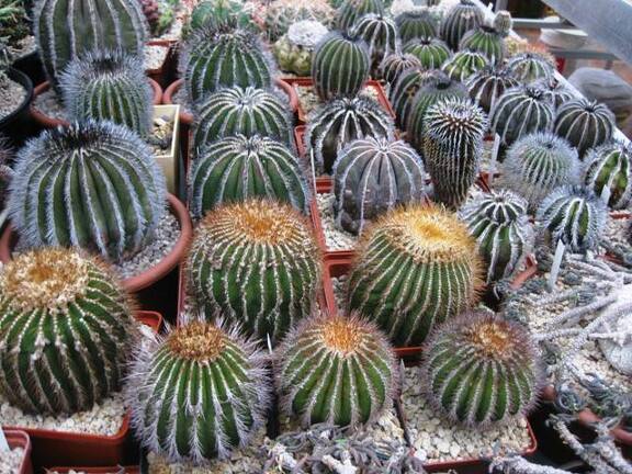 Выставка 1 мая 2009 (Донецк)