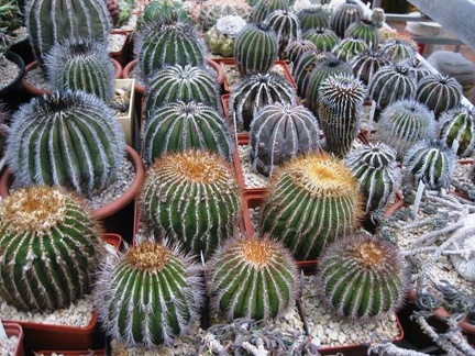 Выставка 1 мая 2009 (Донецк)