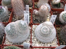 Выставка 1 мая 2009 (Донецк)