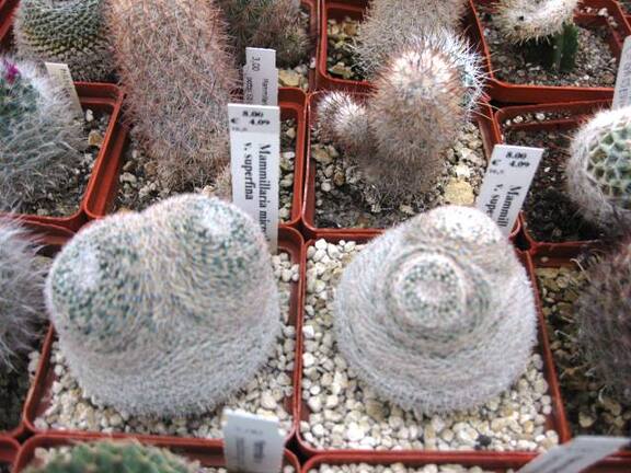 Выставка 1 мая 2009 (Донецк)