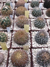 Выставка 1 мая 2009 (Донецк)