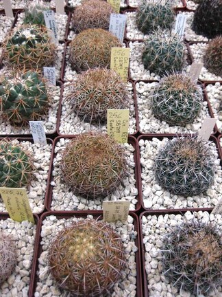 Выставка 1 мая 2009 (Донецк)