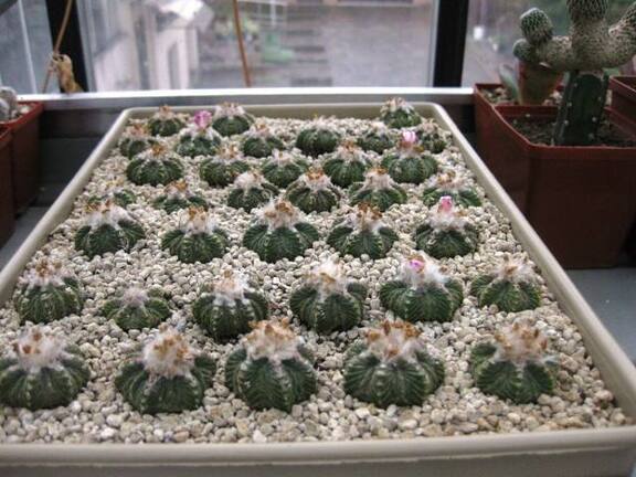 Выставка 1 мая 2009 (Донецк)