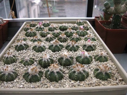 Выставка 1 мая 2009 (Донецк)