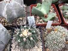 Выставка 1 мая 2009 (Донецк)