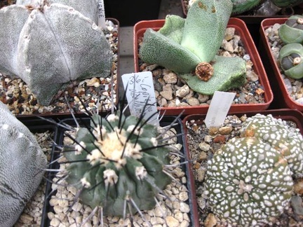 Выставка 1 мая 2009 (Донецк)