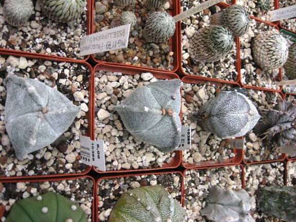 Выставка 1 мая 2009 (Донецк)