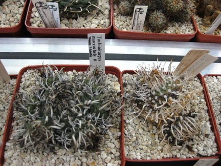 Выставка 1 мая 2009 (Донецк)