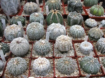 Выставка 1 мая 2009 (Донецк)