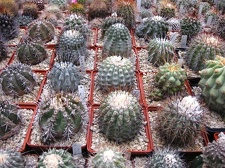 Выставка 1 мая 2009 (Донецк)