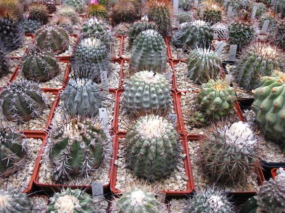 Выставка 1 мая 2009 (Донецк)